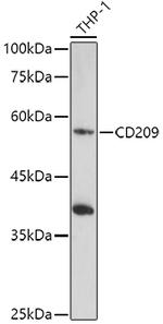 DC-SIGN Antibody in Western Blot (WB)