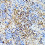 COX15 Antibody in Immunohistochemistry (Paraffin) (IHC (P))