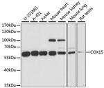 COX15 Antibody in Western Blot (WB)