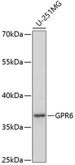 GPR6 Antibody in Western Blot (WB)