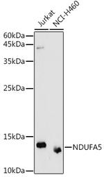 NDUFA5 Antibody in Western Blot (WB)