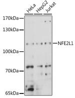 NFE2L1 Antibody in Western Blot (WB)