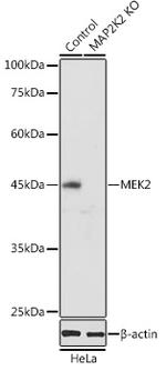 MEK2 Antibody