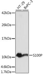 S100P Antibody in Western Blot (WB)