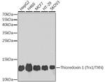 Thioredoxin 1 Antibody in Western Blot (WB)