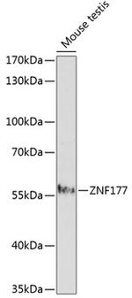 ZNF177 Antibody in Western Blot (WB)