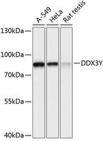 DDX3Y Antibody in Western Blot (WB)