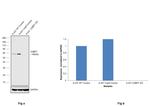 G3BP1 Antibody in Western Blot (WB)