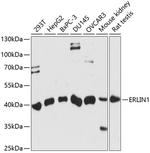 ERLIN1 Antibody in Western Blot (WB)