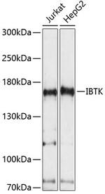 IBTK Antibody in Western Blot (WB)