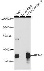 HTRA2 Antibody in Immunoprecipitation (IP)