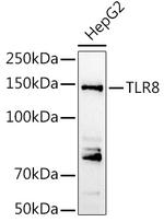 TLR8 Antibody in Western Blot (WB)