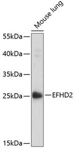 EFHD2 Antibody in Western Blot (WB)