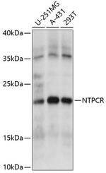 C1orf57 Antibody in Western Blot (WB)