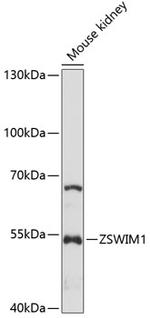 ZSWIM1 Antibody in Western Blot (WB)