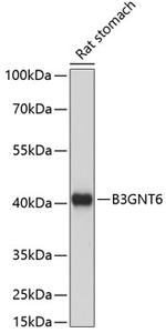 B3GNT6 Antibody in Western Blot (WB)