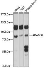 ADAM32 Antibody in Western Blot (WB)