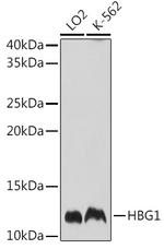 Hemoglobin gamma A Antibody in Western Blot (WB)