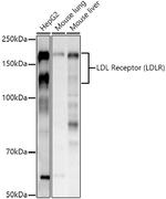 LDLR Antibody in Western Blot (WB)