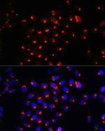 SGMS1 Antibody in Immunocytochemistry (ICC/IF)