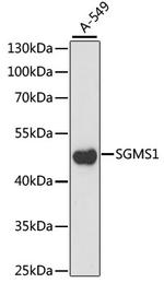 SGMS1 Antibody in Western Blot (WB)