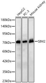 SIM2 Antibody in Western Blot (WB)