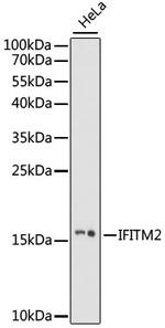 IFITM2 Antibody in Western Blot (WB)