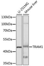 TRAM1 Antibody in Western Blot (WB)