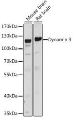 Dynamin 3 Antibody in Western Blot (WB)