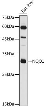 NQO1 Antibody in Western Blot (WB)