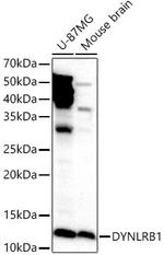 DYNLRB1 Antibody in Western Blot (WB)