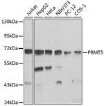 PRMT5 Antibody in Western Blot (WB)