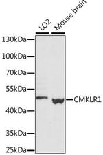 CMKLR1 Antibody in Western Blot (WB)