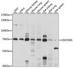 UNC93B1 Antibody in Western Blot (WB)