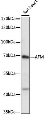 Afamin Antibody in Western Blot (WB)