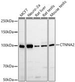 Catenin alpha-1 Antibody in Western Blot (WB)