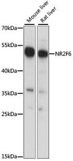 EAR2 Antibody in Western Blot (WB)
