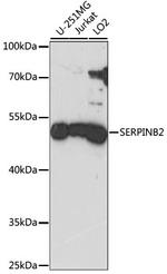 SERPINB2 Antibody in Western Blot (WB)