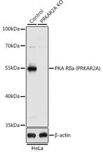 PRKAR2A Antibody in Western Blot (WB)