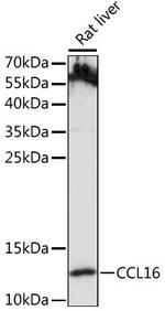 CCL16 Antibody in Western Blot (WB)