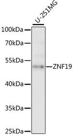 ZNF19 Antibody in Western Blot (WB)