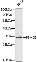 PSMG1 Antibody in Western Blot (WB)