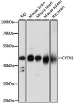 Cytohesin 1 Antibody in Western Blot (WB)