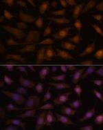 EEF1E1 Antibody in Immunocytochemistry (ICC/IF)