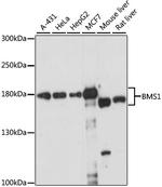 BMS1 Antibody in Western Blot (WB)