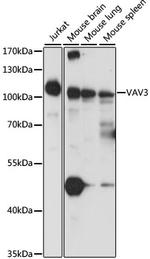 VAV3 Antibody in Western Blot (WB)