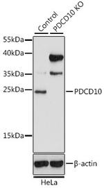 PDCD10 Antibody in Western Blot (WB)