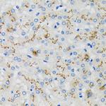 SDF4 Antibody in Immunohistochemistry (Paraffin) (IHC (P))