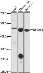 NECAB3 Antibody in Western Blot (WB)