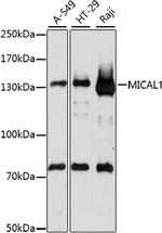 MICAL1 Antibody in Western Blot (WB)